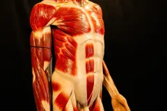 CCDP-„Constantin-Brancusi-0014